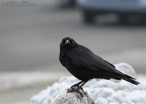 川越プリンスホテル 駐車場 そして、なぜカラスは駐車場で会議を開くのか？