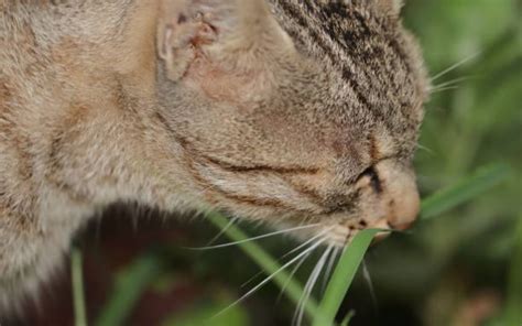 飲むエルメス 飲み方: なぜ猫は時計を飲み込むのか？