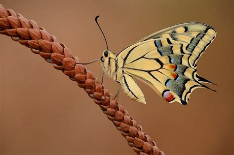 ウイングチップとは、空を舞う蝶の羽のような繊細さ